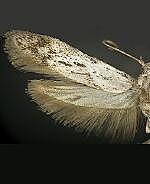 Blastobasis spp.