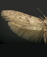 Blastobasis spp.