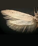 Calosima spp.