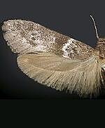 Asaphocrita spp.