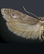 Asaphocrita spp.