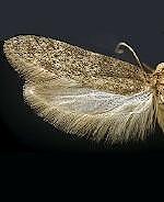 Holcocera spp.