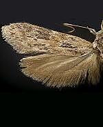 Holcocera spp.