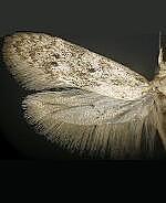 Holcocera spp.