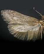 Holcocera spp.