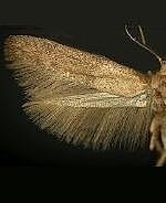 Pigritia spp.