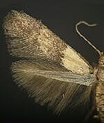 Pigritia spp.