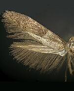 Pigritia spp.