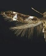 Momphidae spp.