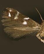 Momphidae spp.