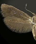 Rhamphura spp.