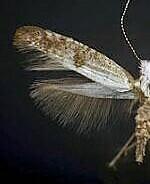 Argyresthia spp.