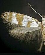 Argyresthia spp.
