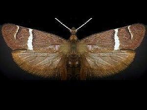Adela purpurea