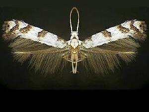 Gracillariidae sp.