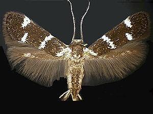 Elachista leucofrons