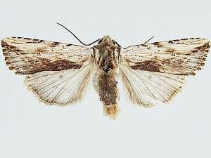 Hypotrix diplogramma