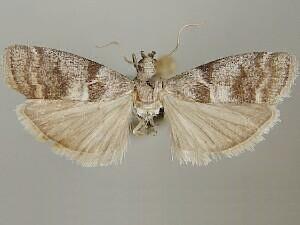 Actrix dissimulatrix