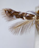 Bucculatrix callistricha