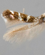 Mompha metallifera