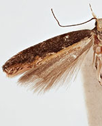 Aristotelia corallina complex
