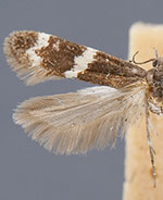 Sriferia fulmenella