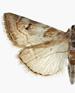 Hellula subbasalis