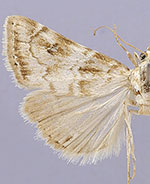 Hellula subbasalis
