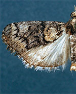 Cacozelia interruptella