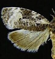 Apotomis funerea