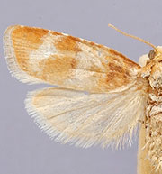 Retinia sabiniana