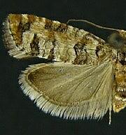 Barbara colfaxiana