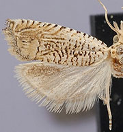 Eucosma argutipunctana