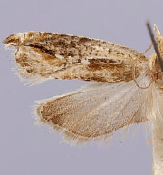 Ancylis brauni