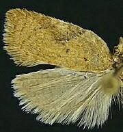 Acleris ferrugana