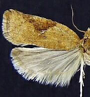Acleris ferrugana