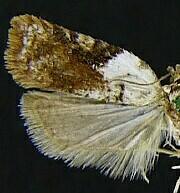 Acleris fragariana