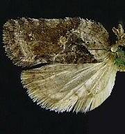 Acleris inana