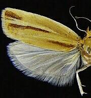 Argyrotaenia coconinana
