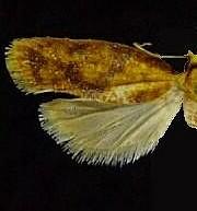 Sparganothis n. sp.