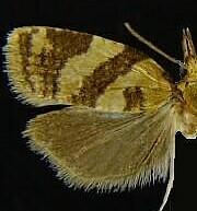 Sparganothis pilleriana