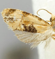 Spinipogon resthavenensis
