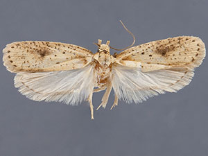Agonopterix chrautis