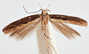 Aristotelia corallina complex