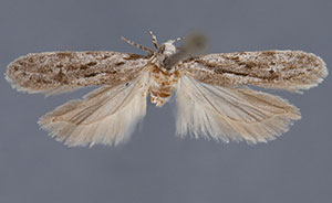 Carpatolechia belangerella