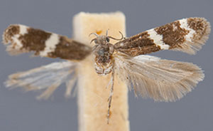 Sriferia fulmenella