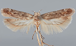 Filatima isocrossa