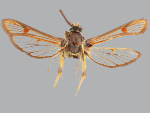 Synanthedon rileyana