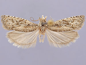 Pelochrista comatulana