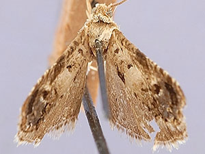 Notocelia purpurissatana